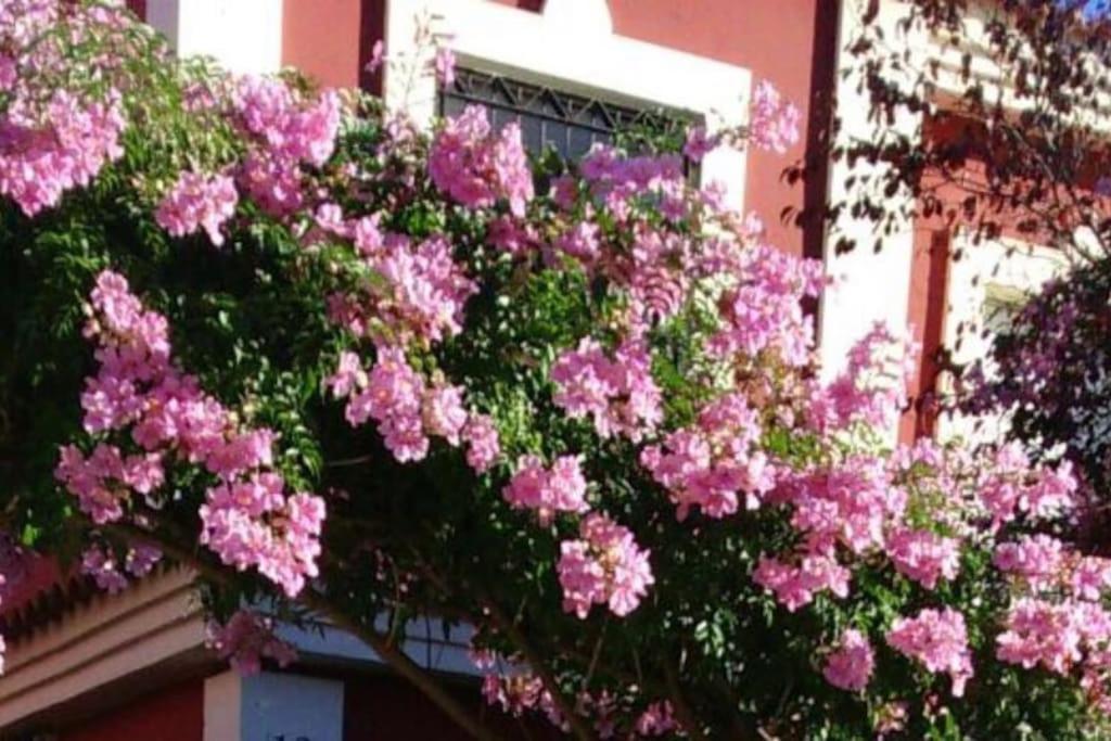 SalterasCasa Bignonia别墅 外观 照片